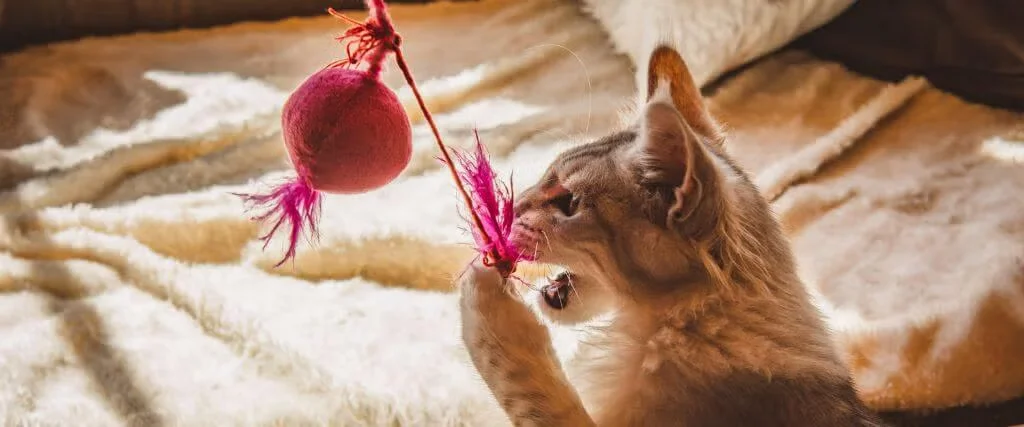 Cat playing with a feather toy at home