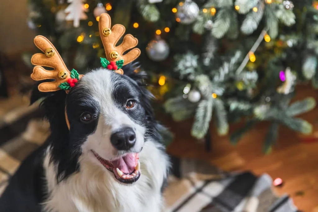 black dog wearing reindeer antlers