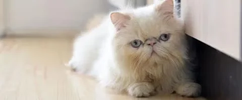 himalayans cat staring at the camera