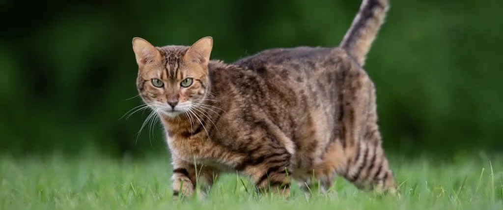 Cat in grass outdoor