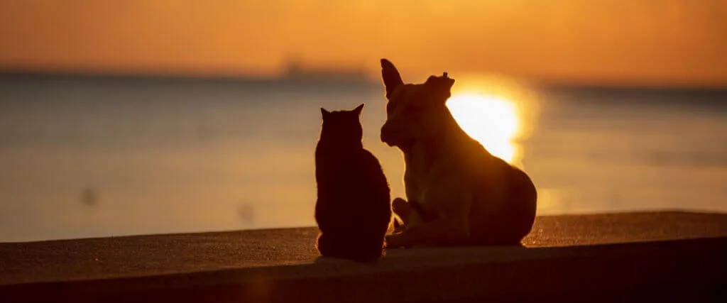 Silhouette of a cat and dog sitting together at sunset