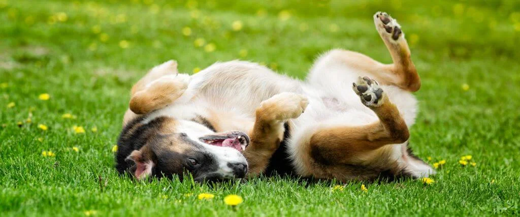 Dog rolling on green grass outdoors