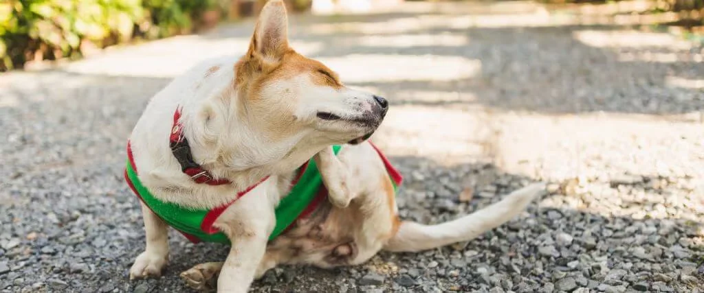 Dog scratching itself while sitting outdoors