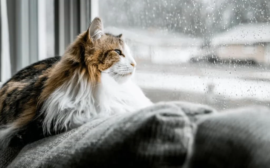 Cat staring outside