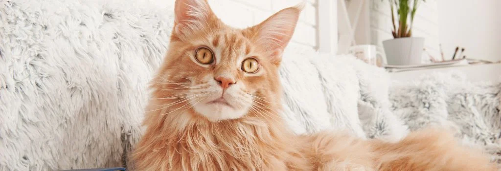 Main coon staring