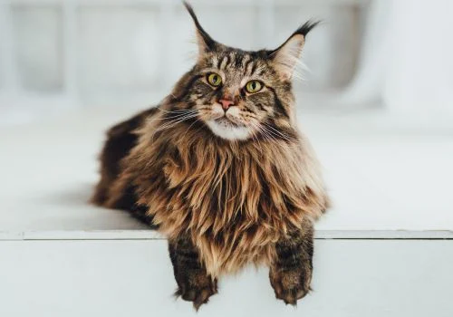 Maine coon staring