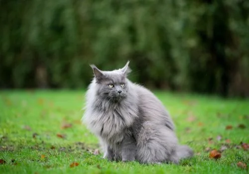 Maine coon sitting outdoors
