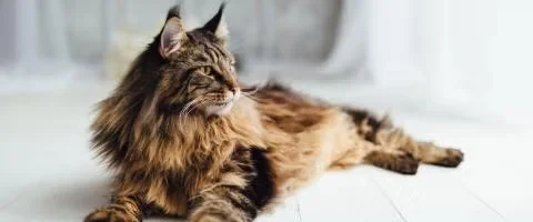 Main coon cat lying indoors