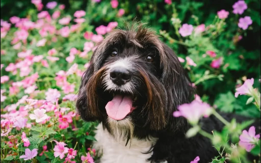 Dog smiling outdoor