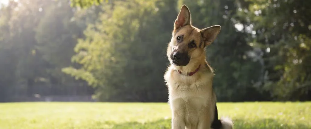 Dog in grass outdoor