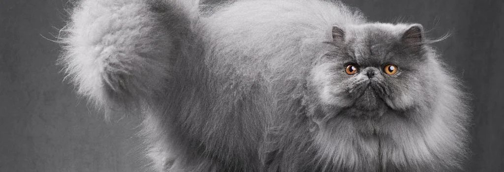 persian cat staring