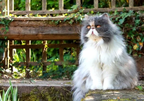 persian cat sitting outdoors