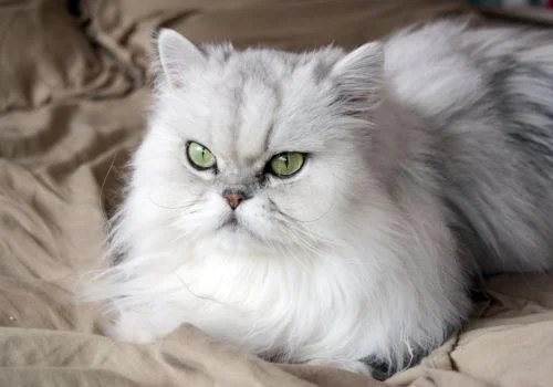 Persian cat sitting in the couch