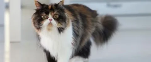 persian cat relaxing indoors