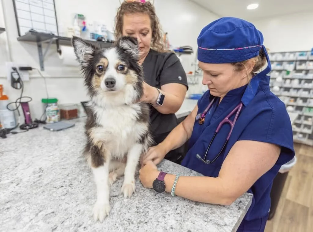 Paw Haven Animal Hospital staff checking dog