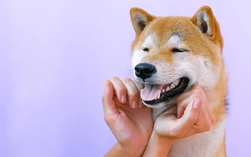 Shiba Inu dog smiling while being gently held