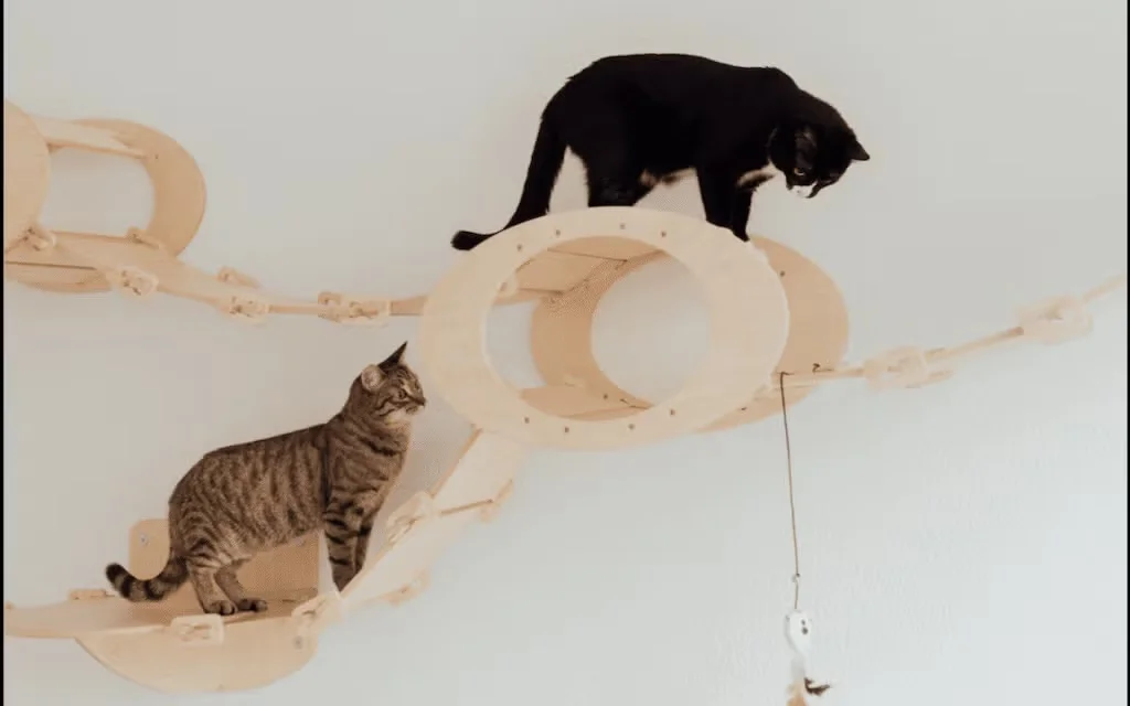 Two cats climbing on a wall-mounted cat play structure