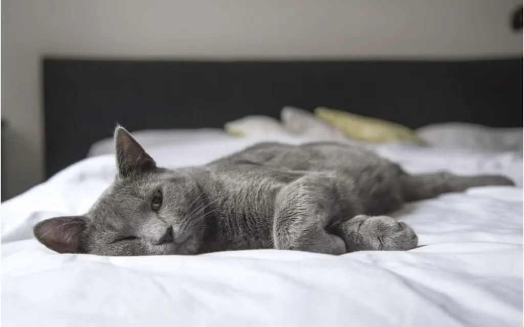 Cat relaxing in bed
