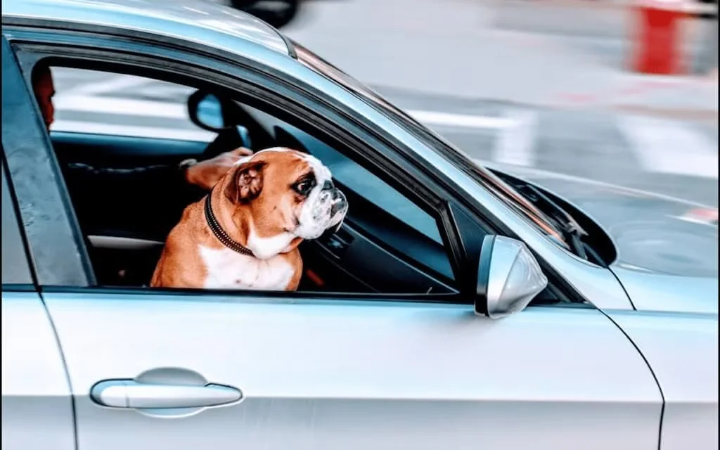 Bulldog sitting in a car with the window open
