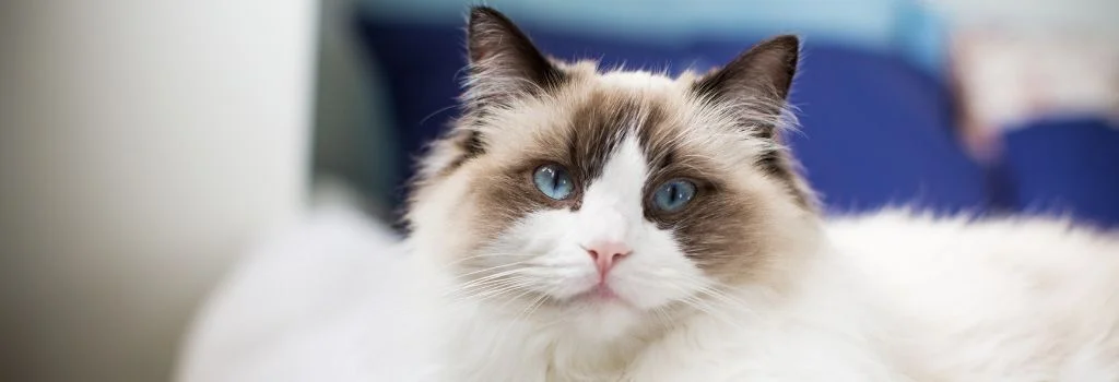 ragdoll cat staring