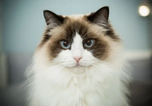 ragdool cat staring at the camera