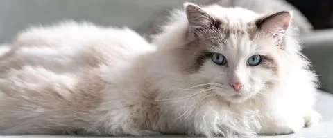 ragdoll cat staring at the camera