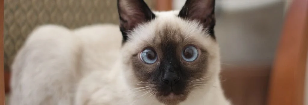 siamese staring at the camera