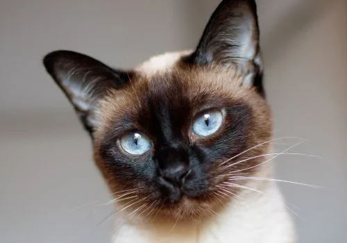 siamese staring