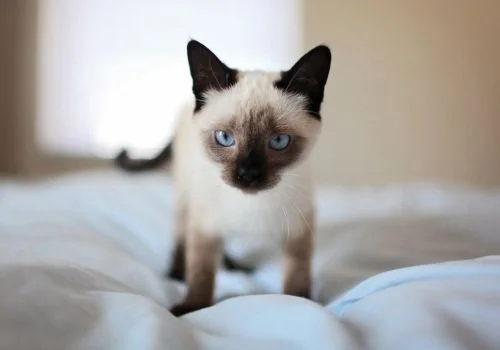 siamese standing in the bed