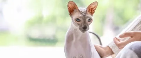 sphyn cat sitting indoors
