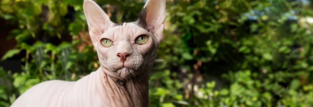 sphynx cat staring outdoor