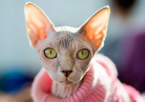 sphynx cat wearing clothes staring