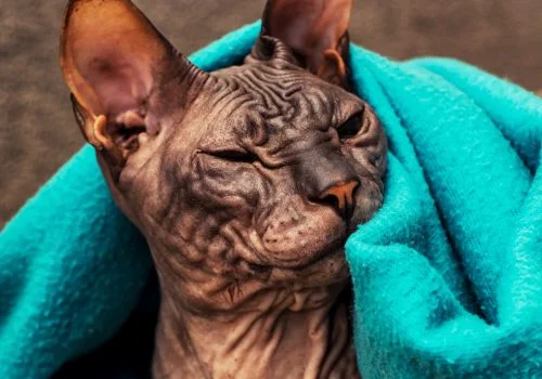 sphynx cat wrapped in a blue blanket