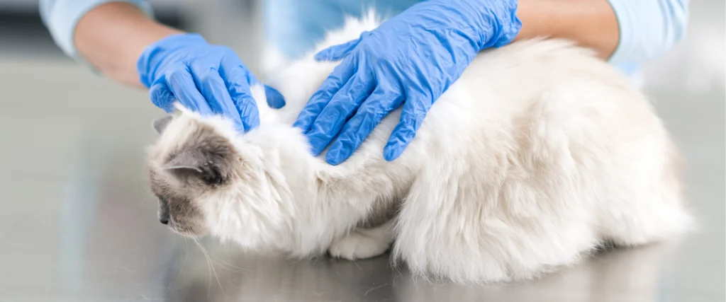 Veterinarian examining a white cat during a clinic visit