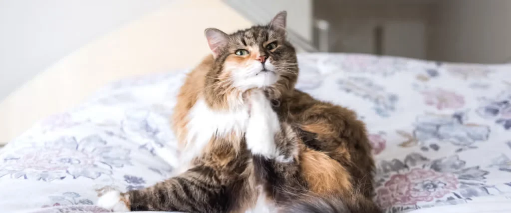 Cat relaxing in bed