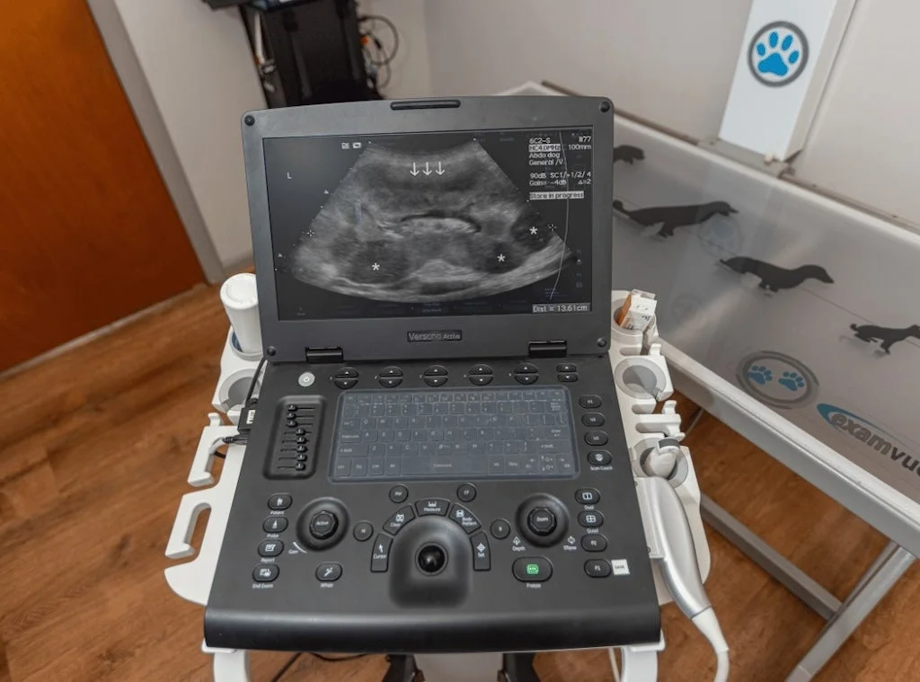 Veterinary ultrasound machine showing a pet ultrasound scan