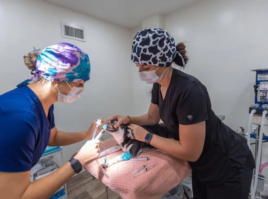 veterinary staff checking dog teeth