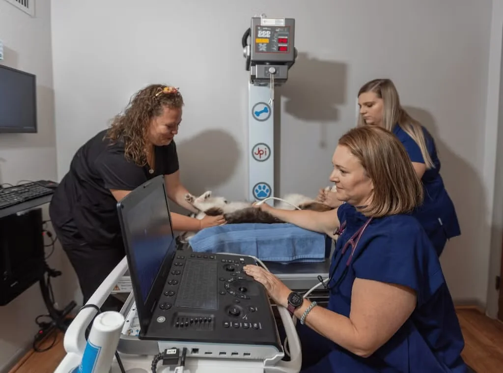 Veterinary team performing an ultrasound exam on a pet