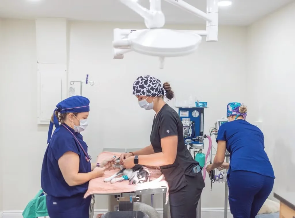 Veterinary Team checking dog