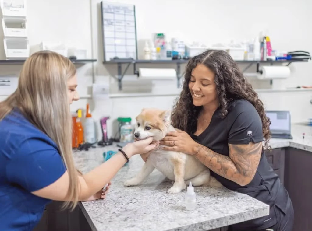 Veterinary team checking the dog