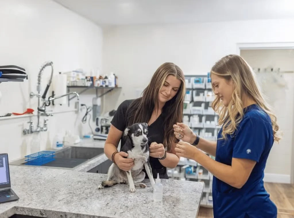Veterinary team checking the dog