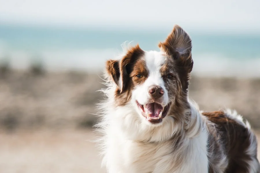 Brown and white dog outdoors near the beach