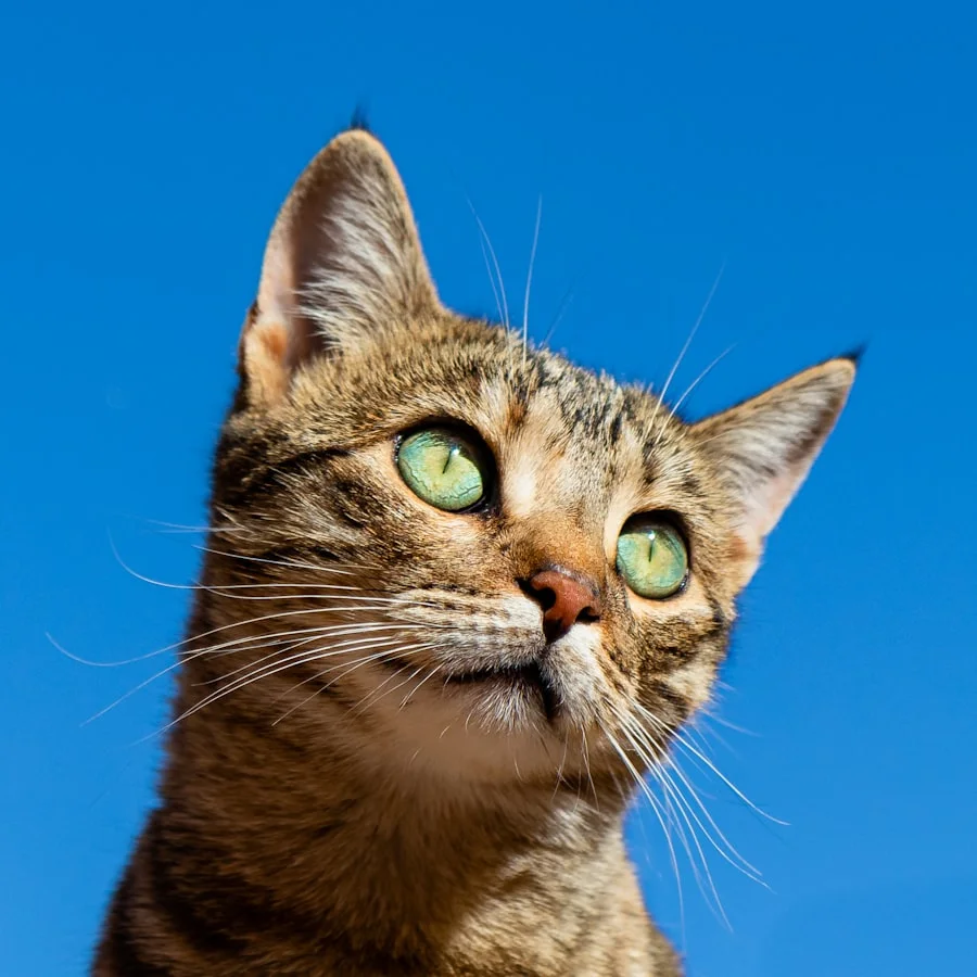 Tabby cat with green eyes against a blue background