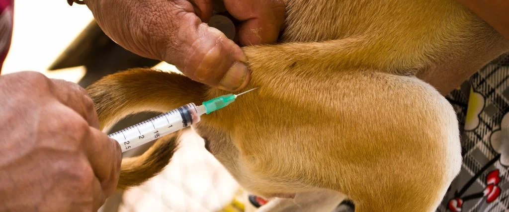 hand injecting a dog