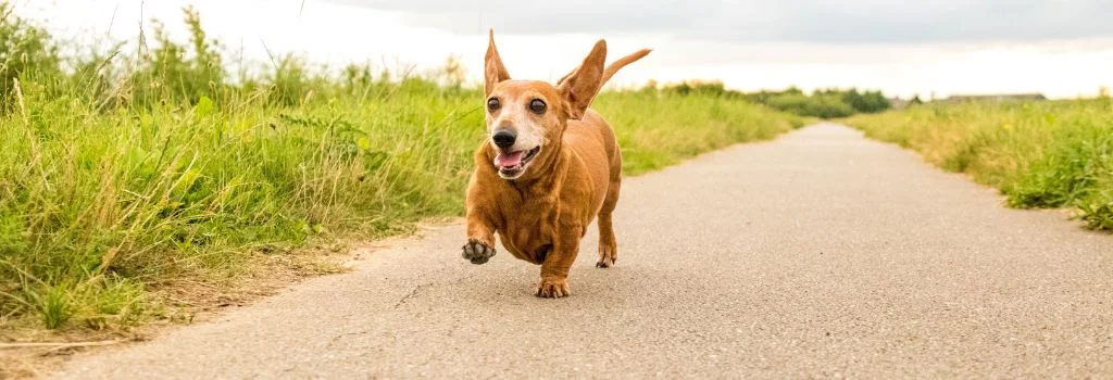 dachshund running outdoors