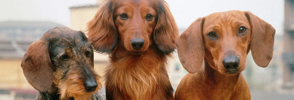 dachshund dogs staring outdoors