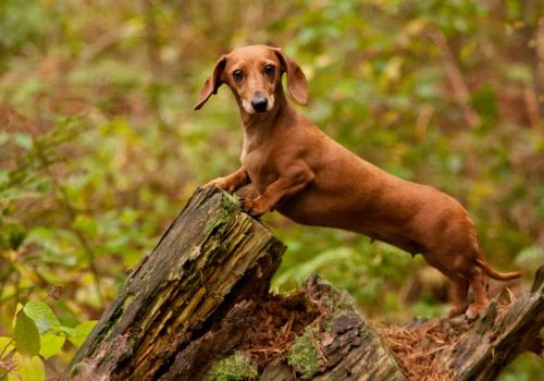 dachshund standing outdoors