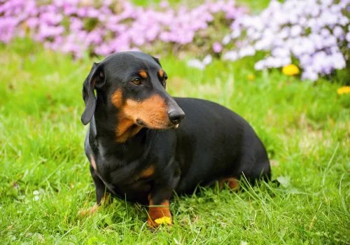 dachshund sitting in the green grass