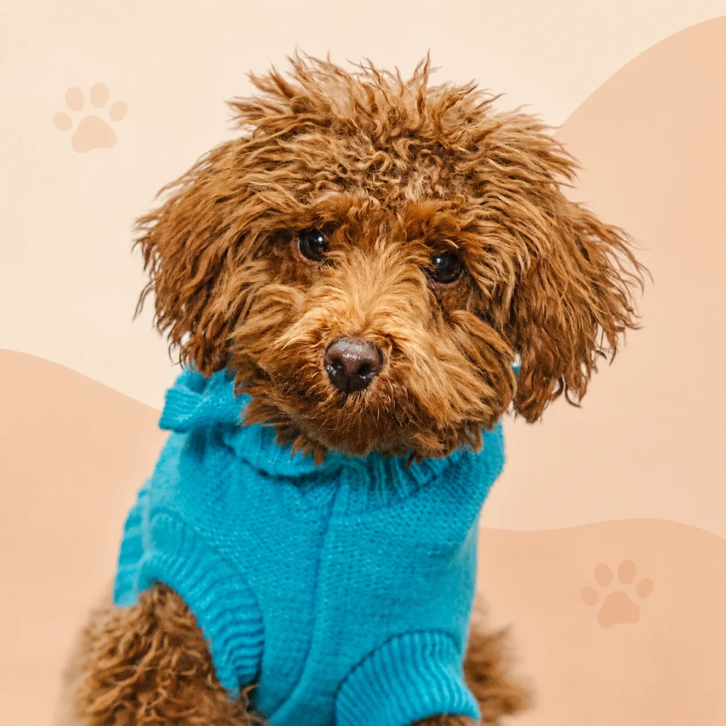 dog wearing clothes staring
