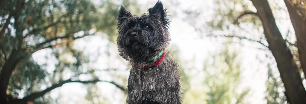 cairn terrier staring outdoors